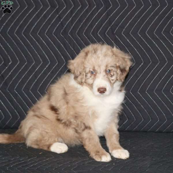 Toga, Mini Aussiedoodle Puppy