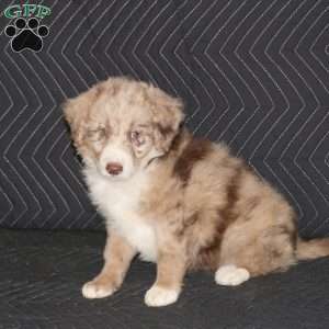 Toga, Mini Aussiedoodle Puppy