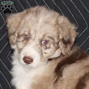 Toga, Mini Aussiedoodle Puppy