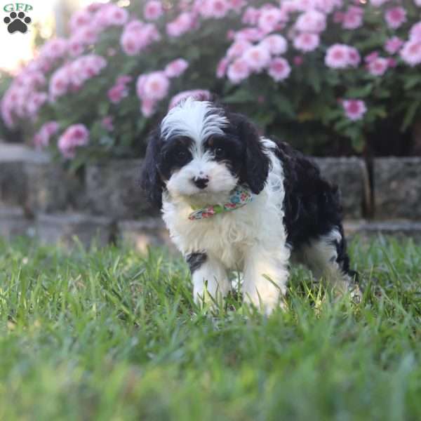 Tommy, Cavapoo Puppy