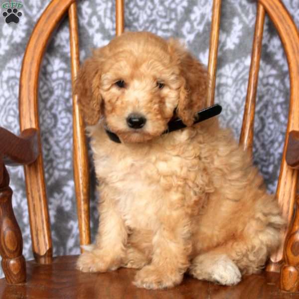 Tommy, Mini Goldendoodle Puppy