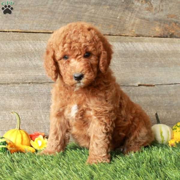 Tommy-Moyen, Standard Poodle Puppy