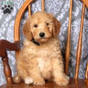 Tommy, Mini Goldendoodle Puppy