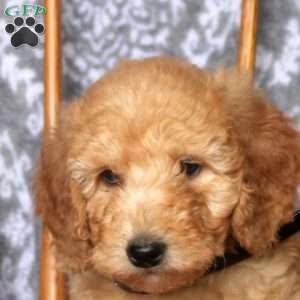 Tommy, Mini Goldendoodle Puppy