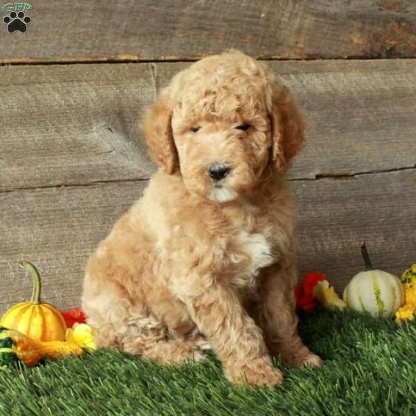 Tony-Moyen, Standard Poodle Puppy