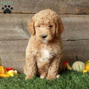 Tony-Moyen, Standard Poodle Puppy