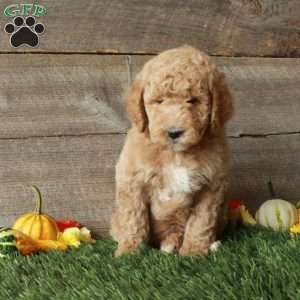 Tony-Moyen, Standard Poodle Puppy