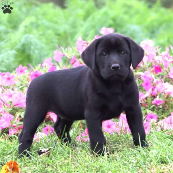 Tonya, Black Labrador Retriever Puppy