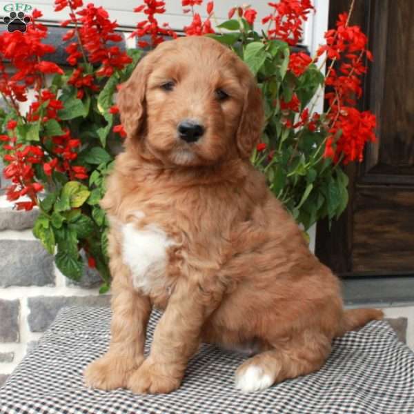 Toodles, Goldendoodle Puppy