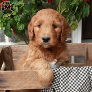 Toodles, Goldendoodle Puppy