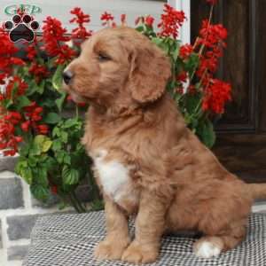 Toodles, Goldendoodle Puppy