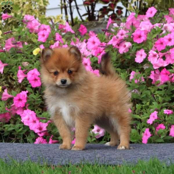 Tootsie, Pomeranian Puppy