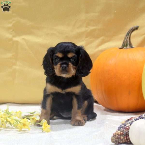 Tori, Cavalier King Charles Spaniel Puppy
