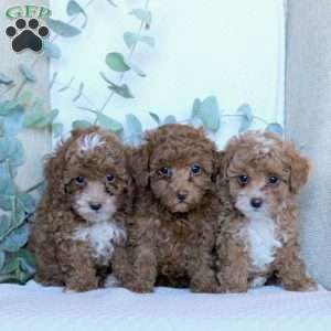 Kendra, Toy Poodle Puppy