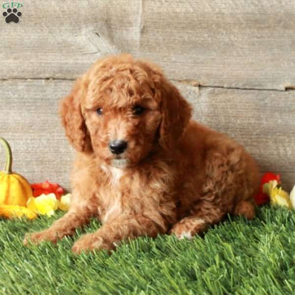 Tracey-Moyen, Standard Poodle Puppy
