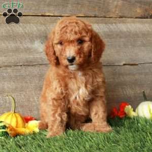 Tracey-Moyen, Standard Poodle Puppy