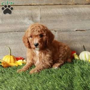 Tracey-Moyen, Standard Poodle Puppy