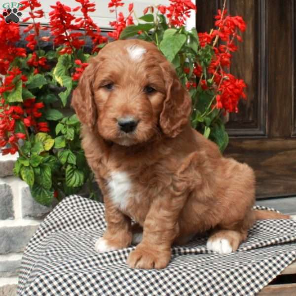 Tracker, Goldendoodle Puppy