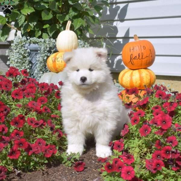 Tracker, Samoyed Puppy