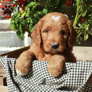 Tracker, Goldendoodle Puppy