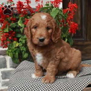 Tracker, Goldendoodle Puppy