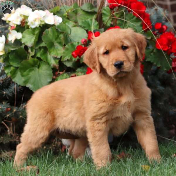 Tracy, Golden Retriever Puppy