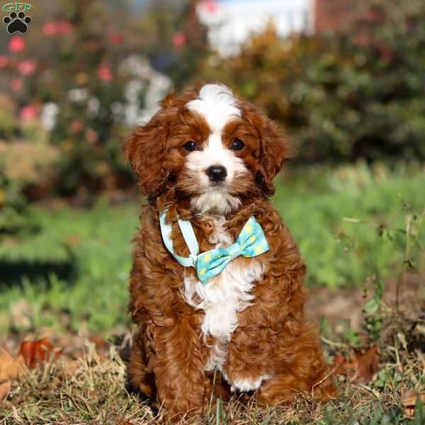 Travis, Cavapoo Puppy