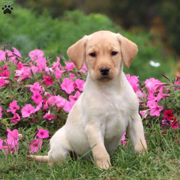 Travis, Yellow Labrador Retriever Puppy