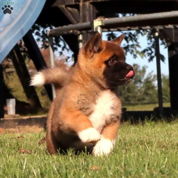 Travis, Akita Puppy
