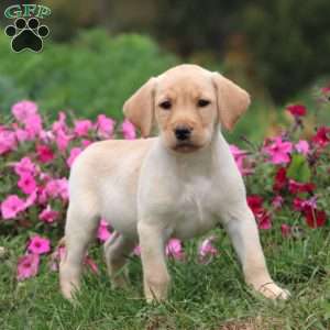 Travis, Yellow Labrador Retriever Puppy