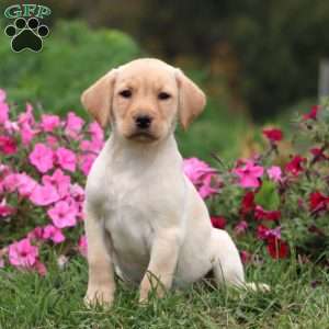 Travis, Yellow Labrador Retriever Puppy