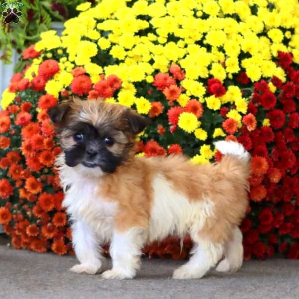 Trek, Teddy Bear Puppy