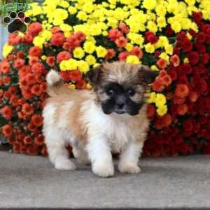 Trek, Teddy Bear Puppy