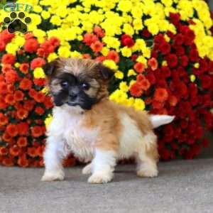 Trek, Teddy Bear Puppy