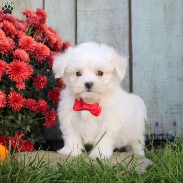 Trevor, Maltichon Puppy