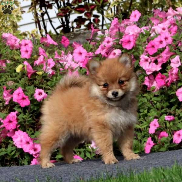 Trina, Pomeranian Puppy