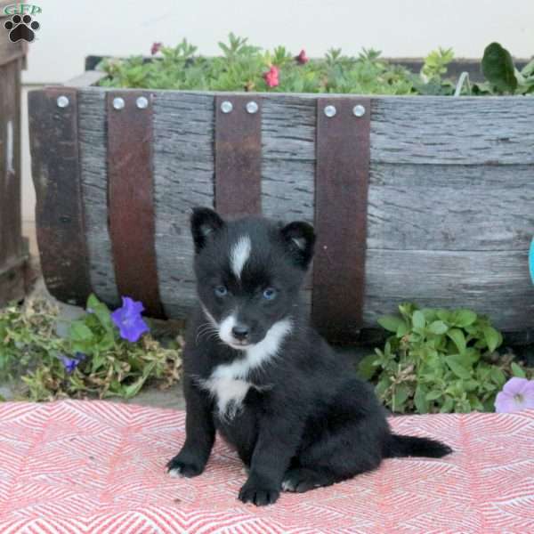 Trinket, Pomsky Puppy
