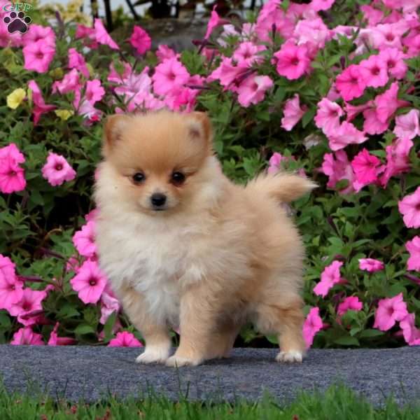 Trinket, Pomeranian Puppy