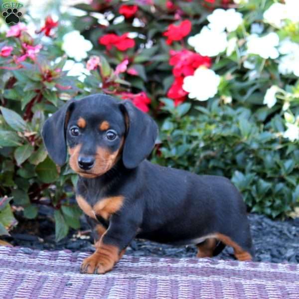 Trish-Mini, Dachshund Puppy