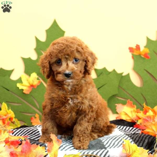 Trish, Cockapoo Puppy