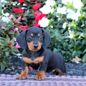 Trish-Mini, Dachshund Puppy