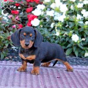 Trish-Mini, Dachshund Puppy