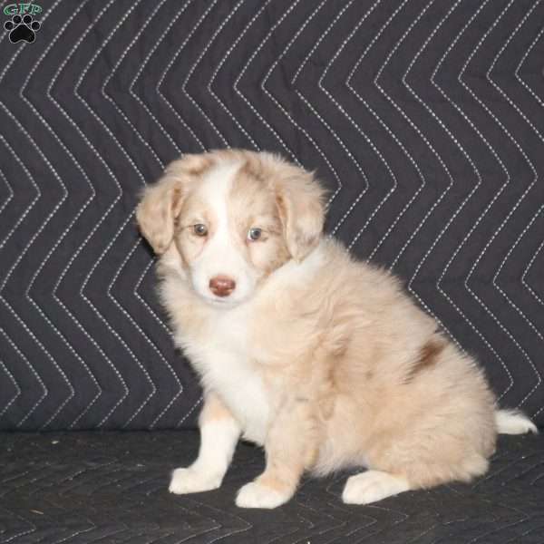 Trisha, Mini Aussiedoodle Puppy