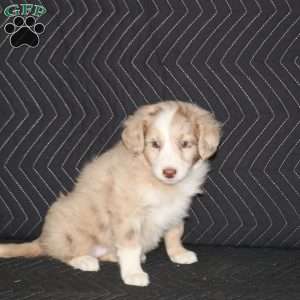 Trisha, Mini Aussiedoodle Puppy
