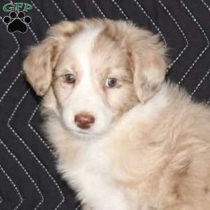 Trisha, Mini Aussiedoodle Puppy