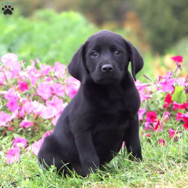 Trisha, Black Labrador Retriever Puppy