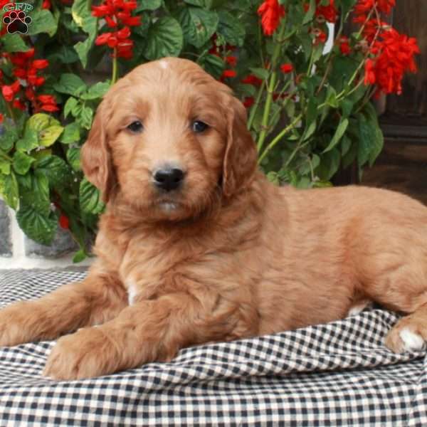 Trixie, Goldendoodle Puppy