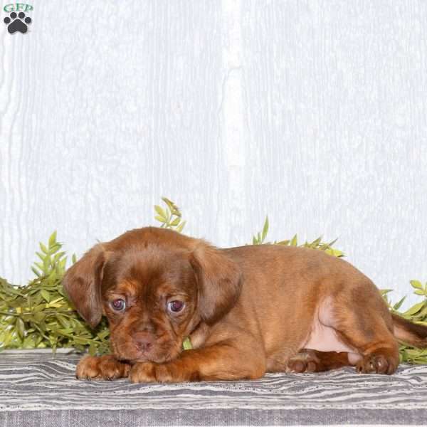 Trixie, Boston Terrier Mix Puppy