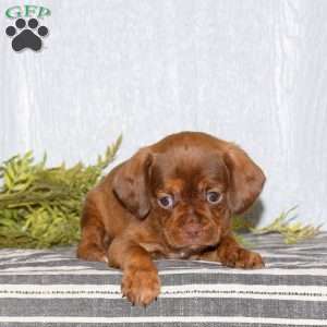 Trixie, Boston Terrier Mix Puppy