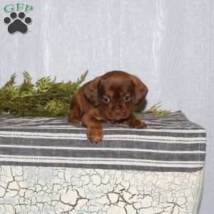 Trixie, Boston Terrier Mix Puppy